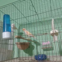 فروش قناری موزاعیکی
