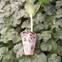 نشا6