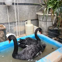 جفت قو مشگی مولد