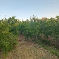 باغ انار همراه با خانه فردوس خراسان جنوبی|فروش خانه و ویلا|اسلامیه, |دیوار