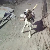 سگ گمشده محدوده کشاورز