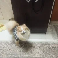 یک عدد سگ پامرین توله یک ساله خیلی ساکت  ماده