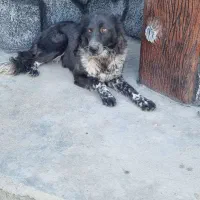 توله لاس|سگ|مبارکه, |دیوار