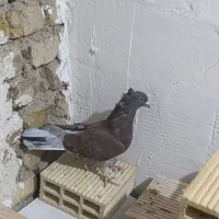 دم بور