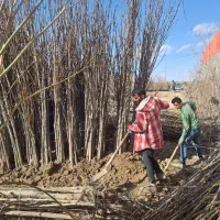 نهالستان.نهال و درخت.گردو بزرگ با ضمانت باردهی