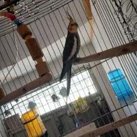 عروس هلندی نر سینامون کار بالغ مست|پرنده|قم, دروازه ری|دیوار