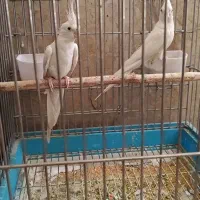 جفت عروس هلندی