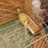 مرغ عشق مولد با جوجه|پرنده|شاهینشهر, خانه کارگر|دیوار