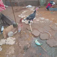 بوقلمون|حیوانات مزرعه|نیشابور, مازول|دیوار