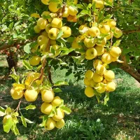 نهال در میاندربند|خدمات باغبانی و درختکاری|کرمانشاه, |دیوار