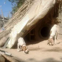 واگذار طوله