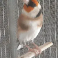 سهره دهن لر پاک