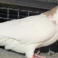 کفتر|پرنده|تربت جام, پاسداران|دیوار