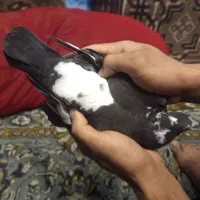 جوجه جان اردن|پرنده|دلند, |دیوار