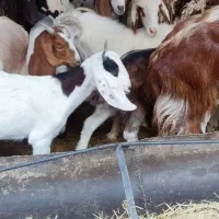 کره نر و ماده