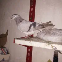 کبوتر سده جفتی