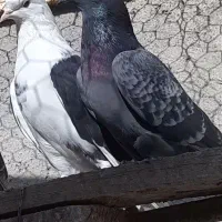 کبوتر  پرشی  و طوطی ملنگو نر وحشی|پرنده|محمدشهر, همایون ویلا|دیوار