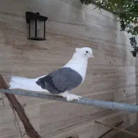کبوتر نقش