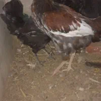 ۴عدد نیمچه