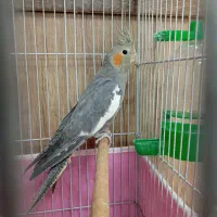 یک جفت عروس هلندی|پرنده|تهران, جوادیه تهرانپارس|دیوار