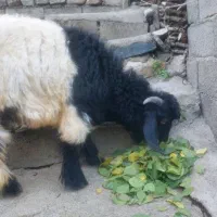 کاریله ی نیر قه له و