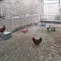 مرغ و خروس