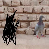 کفتر سبزه گمشده