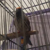 گلسر نر|پرنده|کهریزک, |دیوار