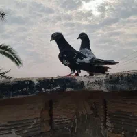 رنگی|پرنده|شوشتر, |دیوار