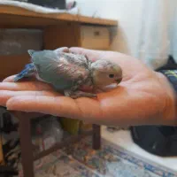 عروس هلندی.  طوطی برزیلی|پرنده|تهران, تهرانپارس شرقی|دیوار