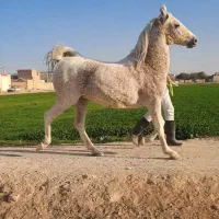 مادیان فروشی