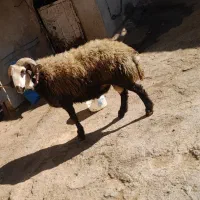 قوچ|حیوانات مزرعه|بوئین و میاندشت, |دیوار