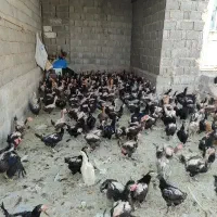 مرغ پایان دور