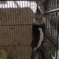 مرغ عشق انگلیسی وکوتوله وعروس هلندی مولد|پرنده|قم, هنرستان|دیوار