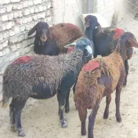 بره ماده افشاری|حیوانات مزرعه|محمدیه-قزوین, |دیوار