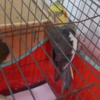 یک جفت مولد|پرنده|بندر انزلی, اطبا|دیوار