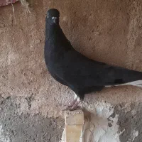 کبوتر سیاه دم سفید