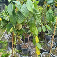 نهال چری مویا|خدمات باغبانی و درختکاری|لاهیجان, آهندان|دیوار