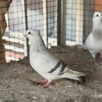 کبوتر شامی نوک ریز