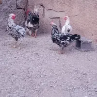 تخم مرغ گلین|خوردنی و آشامیدنی|سرپل ذهاب, |دیوار