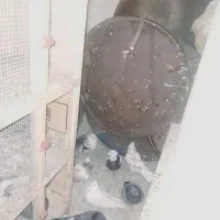 تعدای کفتر فروشی