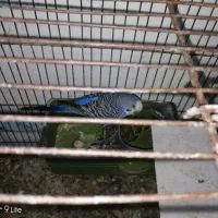 فروش یک جفت مرغ عشق|پرنده|داراب, |دیوار