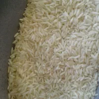 برنج درشت هاشمی امساله