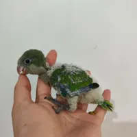 راهب سرلاکی ابی و سبز
