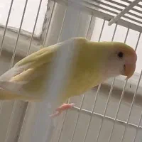یه جفت برزیلی زرد صورت نارنجی