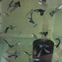 گوپی بلو مسکو