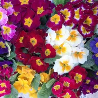 خدمات فضای سبز، باغبانی و فروش نهال در چالوس