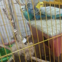 مرغ عشق|پرنده|سراوان, |دیوار