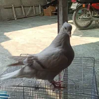 جوجه کبوتر دم سفید|پرنده|برازجان, |دیوار