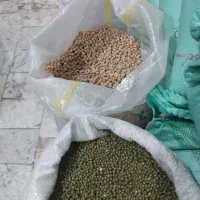 حبوبات نخود عدس